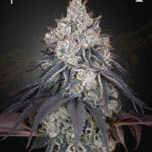 Lemon Orange Green House Seeds