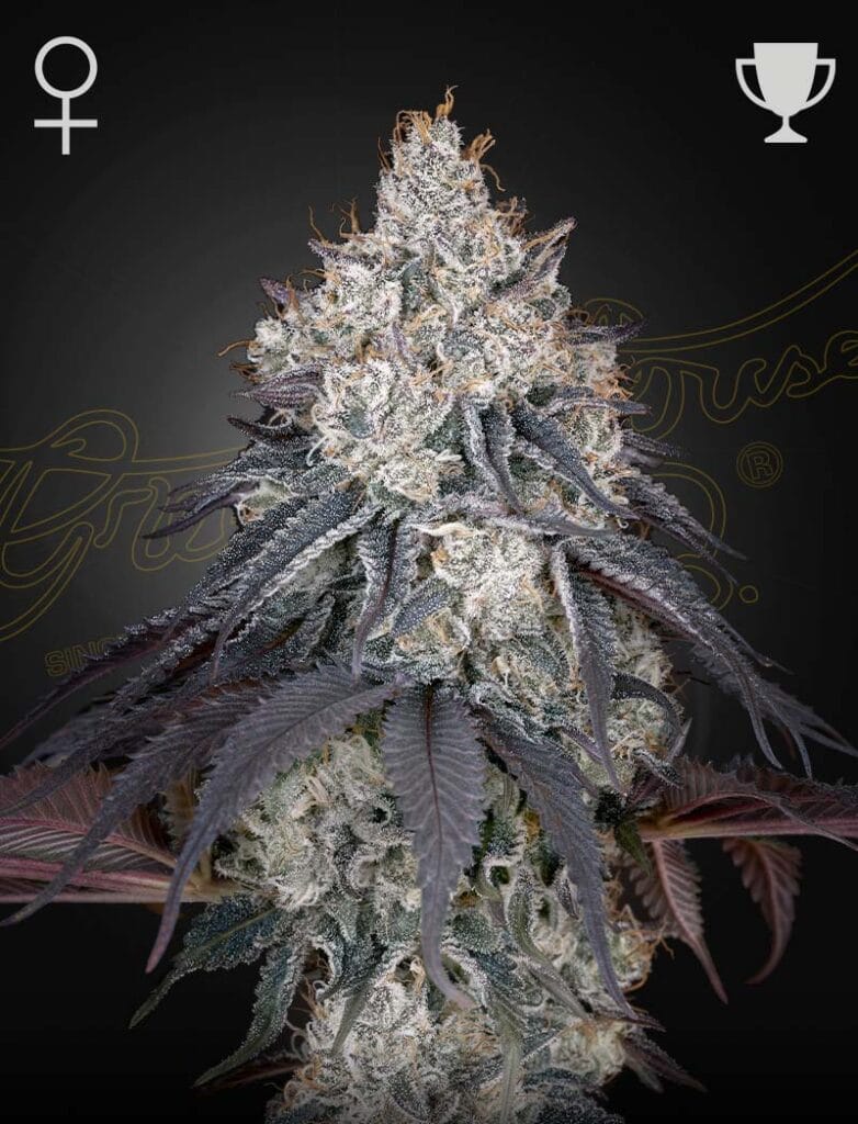 Lemon Orange Green House Seeds