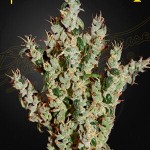 NL5 Haze Mist Green House Seeds