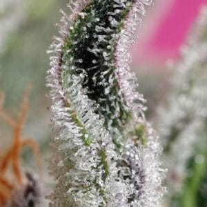 Alternative view of Papaya Zoap Auto | Sweet Seeds