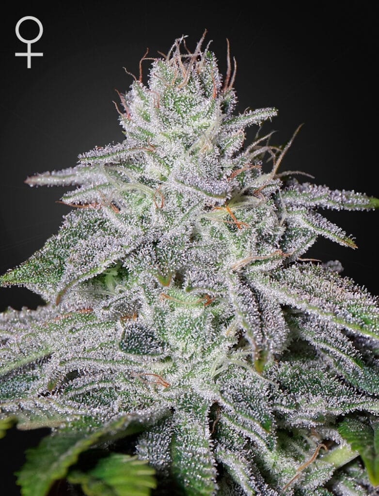 Franco's Lemon Cheese Green House Seeds