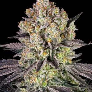 Runtz Barney's Farm