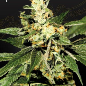 Train Wreck Green House Seeds