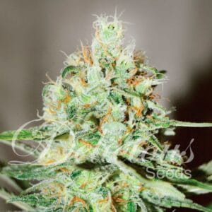 Jägg Kush Delicious Seeds