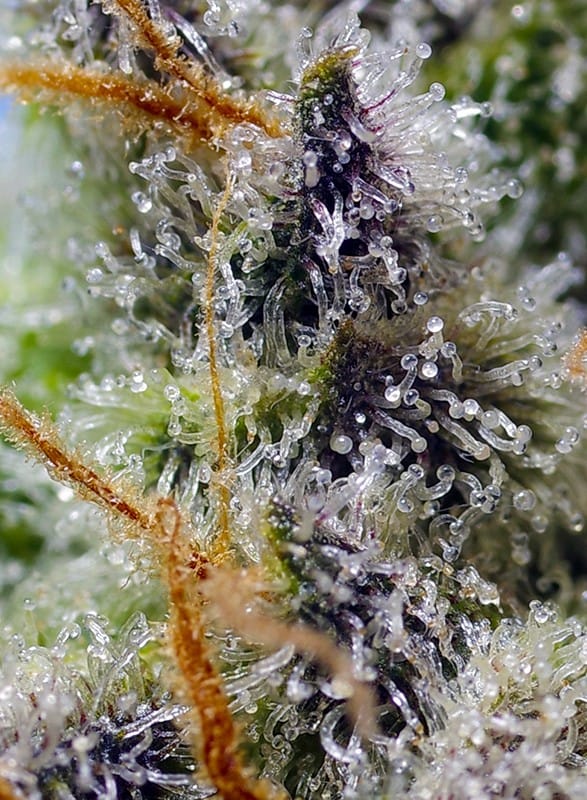 Mental Rainbow F1 Fast Version | Sweet Seeds - Slika 2