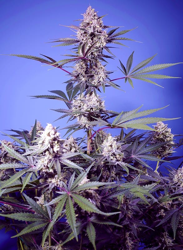 Mental Rainbow F1 Fast Version Sweet Seeds