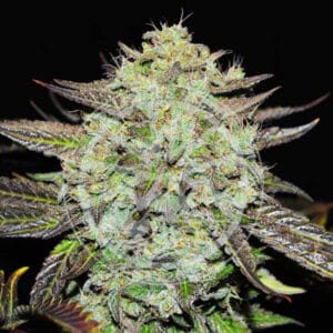 Purple Mango Kush Delicious Seeds