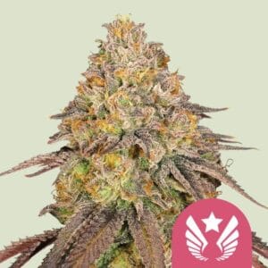 Legendary OG Punch royal queen seeds