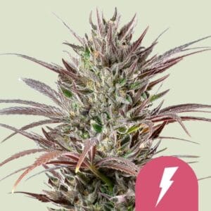North Thunderfuck royal queen seeds