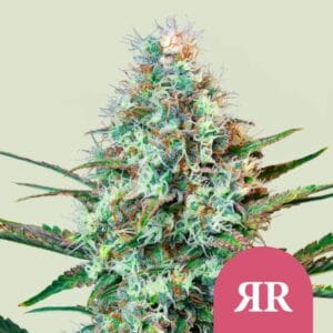 Royal Runtz royal queen seeds