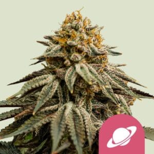 Royal Skywalker royal queen seeds