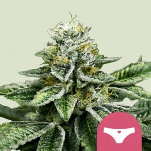 Sherbet Queen royal queen Seeds