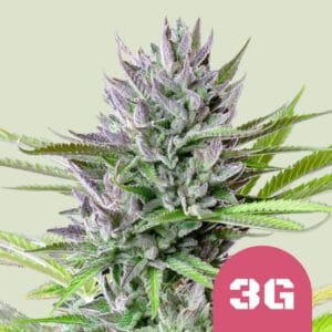 Triple G royal queen seeds