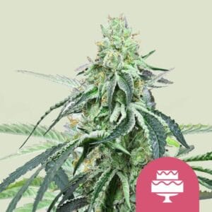 Wedding Gelato royal queen seeds