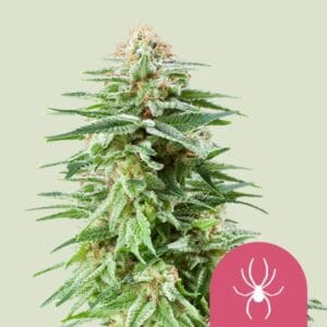 White Widow Royal Queen Seeds