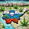 Najboljša semena konoplje za zunanje gojenje v Sloveniji