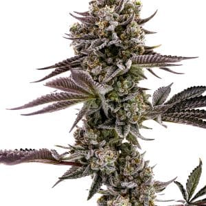 Alternative view of Bigfoot Glue | Humboldt Seed Company