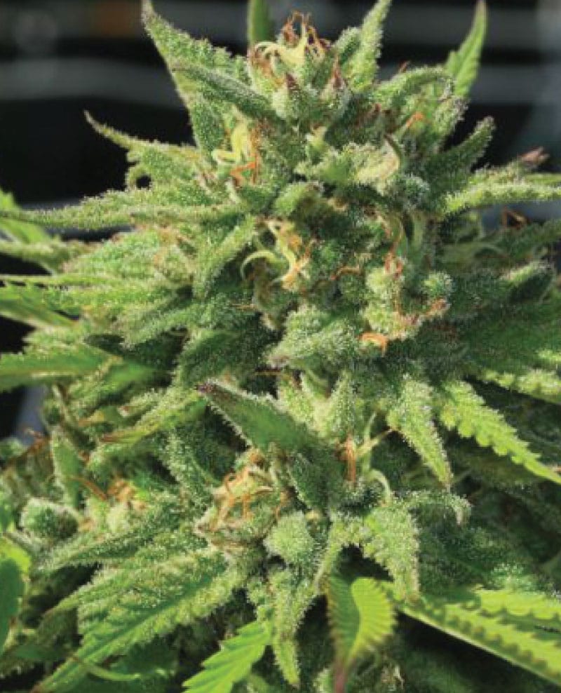 Blueberry Cupcake | Humboldt Seed Company - slika 2