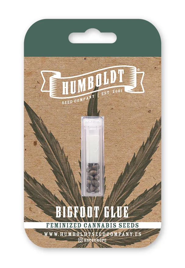 Blueberry Cupcake Humboldt Seed Company