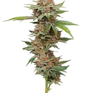 Alternative view of Blueberry Muffin | Humboldt Seed Company