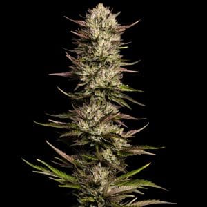Alternative view of California Octane | Humboldt Seed Company