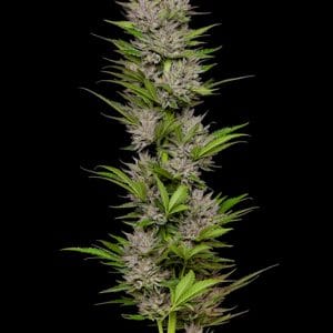 Alternative view of Don Carlos | Humboldt Seed Company