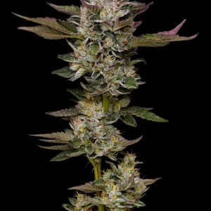 Alternative view of Donutz | Humboldt Seed Company