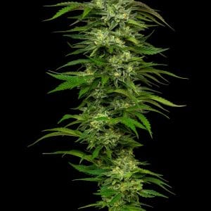 Alternative view of Dream Queen | Humboldt Seed Company