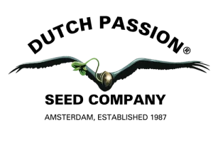 Dutch Passion sjemenke marihuane