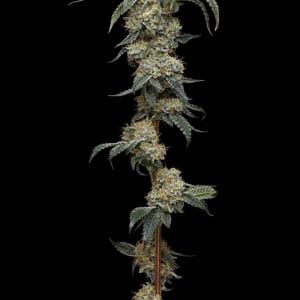 Farmers Daughter Humboldt Seed Company