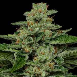 Fortune Cookie Humboldt Seed Company