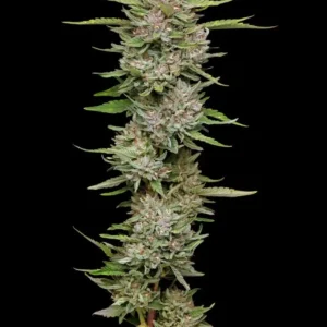 Alternative view of Hella Jelly | Humboldt Seed Company