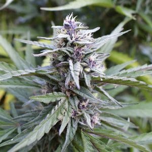 Alternative view of Hi-Biscus |Humboldt Seed Company