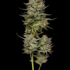 Alternative view of Jelly Donutz | Humboldt Seed Company