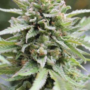 Alternative view of Lemongrass | Humboldt Seed Company