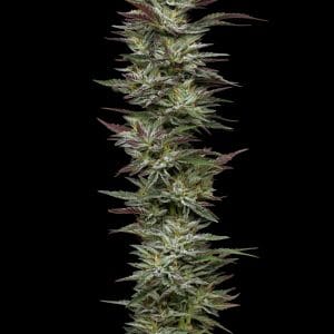 Alternative view of Notorious THC | Humboldt Seed Company