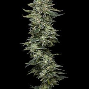 Alternative view of Nutter Budder | Humboldt Seed Company