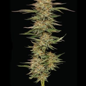 Alternative view of Orange Creampop | Humboldt Seed Company