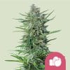 Purple Punch Royal Queen Seeds