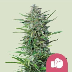 Purple Punch Royal Queen Seeds