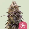Sticky Queen Royal Queen Seeds
