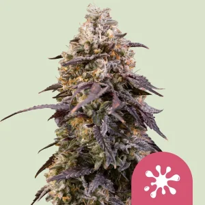 Sticky Queen Royal Queen Seeds