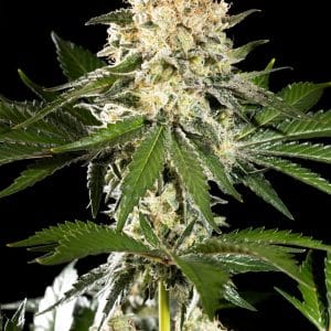 Sunset Sherbet Go Fast Kannabia