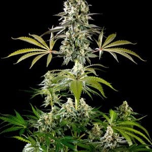 Amnesia Haze Go Fast Kannabia