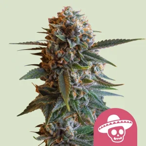 Mexican Rush Royal Queen Seeds