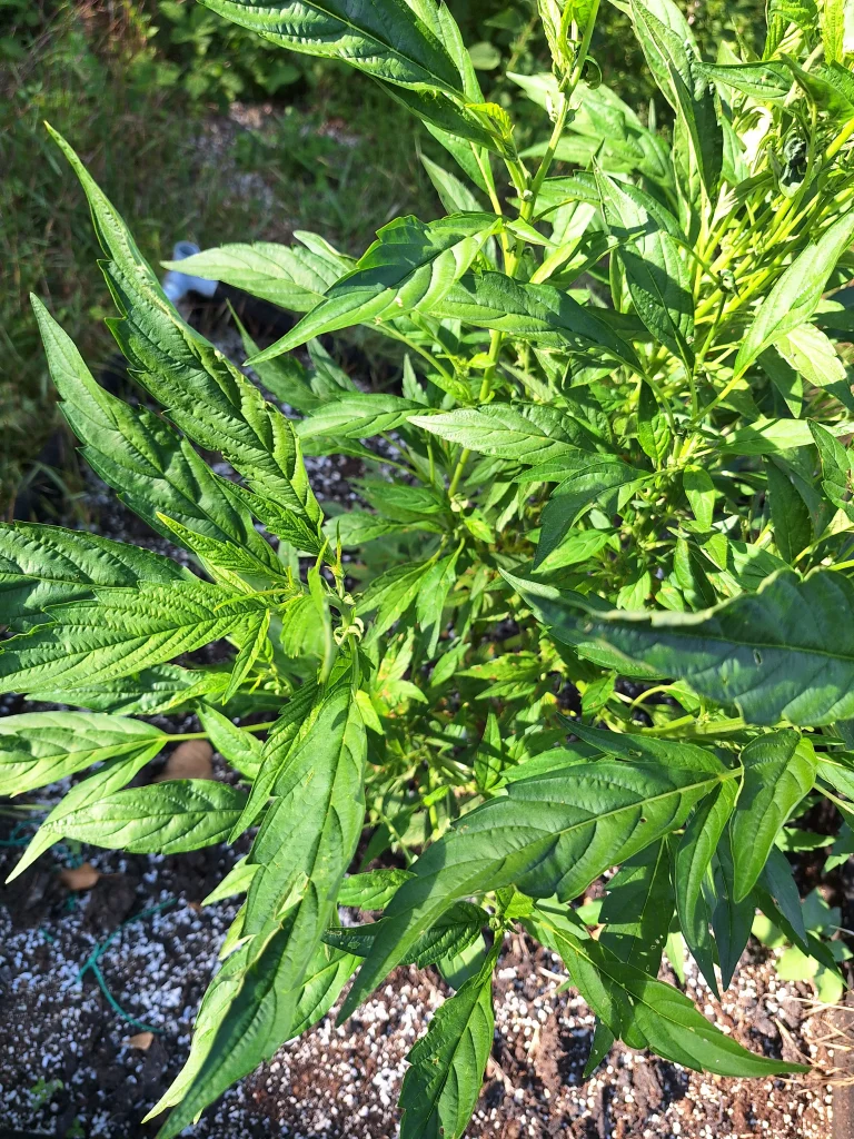 Monster cropping konoplje
