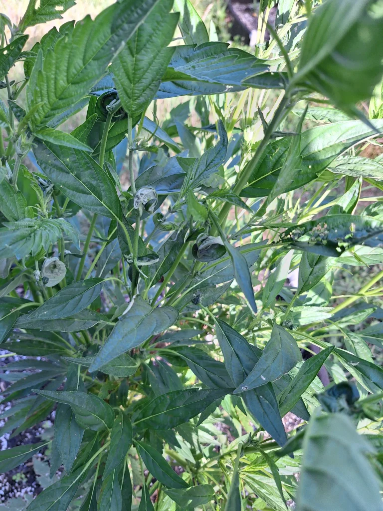 Monster cropping konoplje